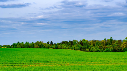 Field by forest near Prague