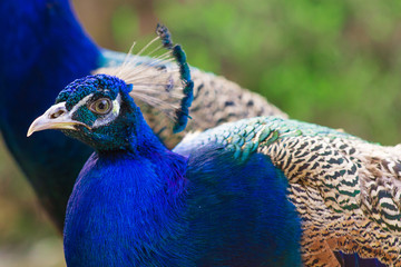 Obraz premium Elegant blue and green birds peacock on the nature background