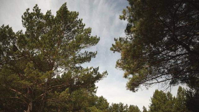 The wind pumps the branches of the pines