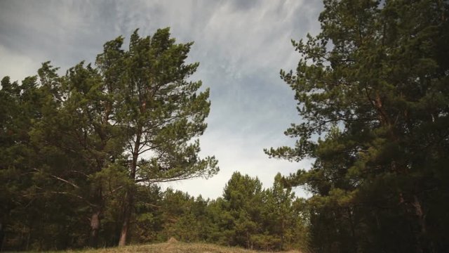 The wind pumps the branches of the pines