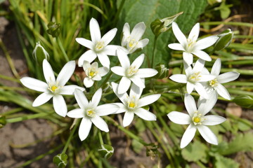 de gewone vogelmelk opent zijn bloemen voor de lentezon in de stadstuin