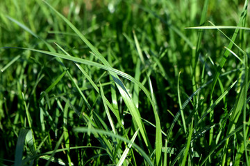 grass