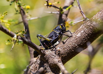 The western horse lubber grasshopper is a relatively large grasshopper species of the grasshopper  family found in the arid lower Sonoran life zone of the southwestern United States and  Mexico.