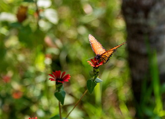 Butterfly on a blaze of colored wild flower background in central Mexico.