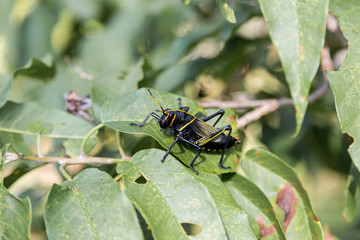 Painted grasshopper or horse lubber grasshoppers, are found in the grasslands of central Mexico. Grasshoppers of Mexico. 