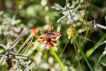 Katydids are found in Mexico. Similar to grasshoppers, you can find them in grasslands, prairies, meadows and other grassy or weedy areas, especially near swamps, creeks, and other damp area in Mexico
