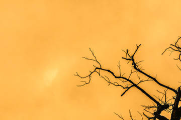 Dry branches silhouette and over orange sky