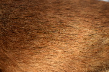 fur
