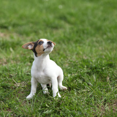 Adorable jack russell terrier puppy