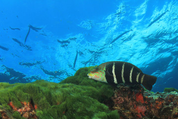 Coral reef and fish underwater