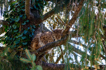 Luchs auf einem Baum