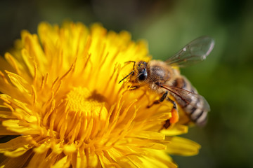 Bee on a yellow dandelion  flower collecting pollen and gathering nectar to produce honey in the hive