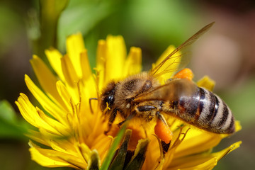 Bee on a yellow dandelion  flower collecting pollen and gathering nectar to produce honey in the hive
