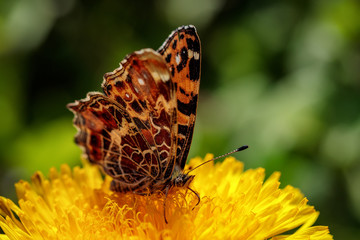 Beautiful butterfly on a yellow dandelion flower in a green field