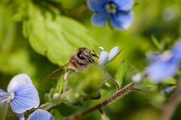 Bee on a blue flower collecting pollen and gathering nectar to produce honey in the hive