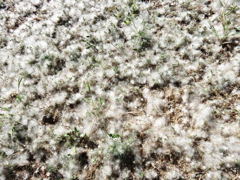 Semillas de chopo sobre la tierra / Seeds of poplar on the ground