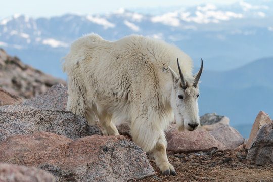 Wild Mountain Goats of the Colorado Rocky Mountains