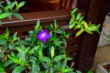 Brazilian spiderflower