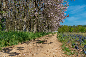 Fototapeta premium View of countryside with Blooming Paulownia trees