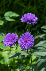 purple chrysanthemum, daisy