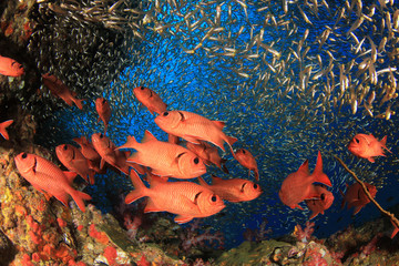 Fototapeta premium Coral reef and fish underwater