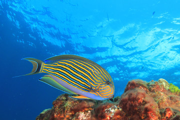 Striped Surgeonfish