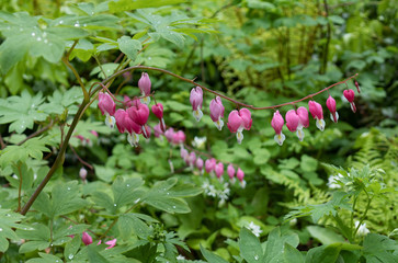 Bleeding Heart Blooms Closeup