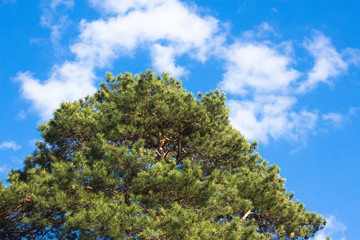 Beautiful trees on sky background,tree,sky
