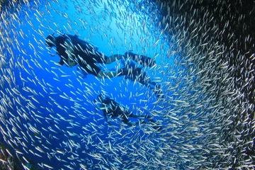 Fotobehang Scuba diver, coral reef and fish underwater © Richard Carey