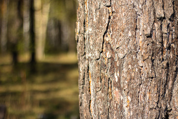Bark of tree