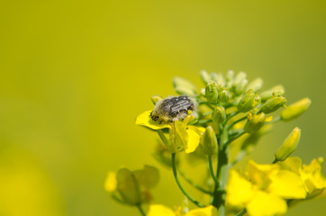 Bug Tropinota hirta on rapeseed flower, macro