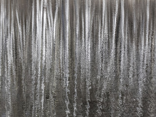 Birch trees reflected in the water