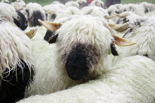Close up head of Valais Blacknose Sheep herd at Zermatt, Switzerland
