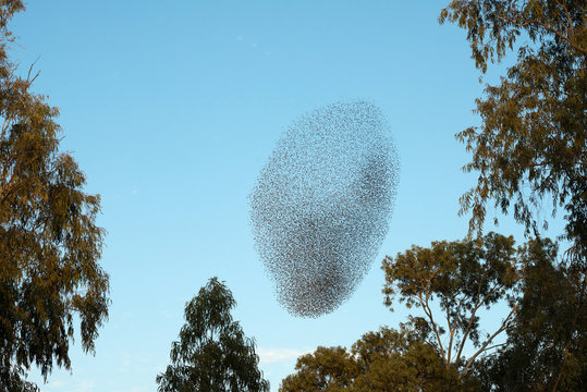 Flock of birds