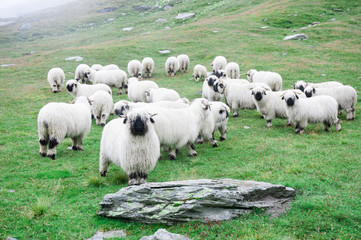 Naklejka premium Valais Blacknose Sheep herd at Zermatt, Switzerland