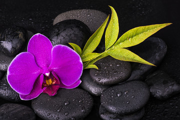 Obraz na płótnie Canvas orchidea con sassi neri