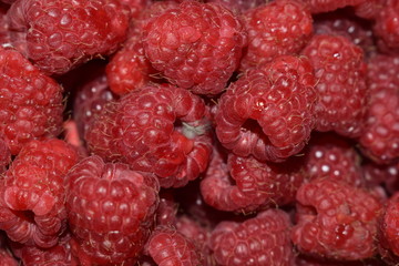  Berry fruit, raspberry fruit in a small garden