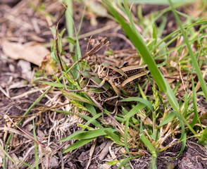 Bright green grasshoppers are found in the grasslands of central Mexico. Here the grasshopper is pictured in a background of wild flowers.