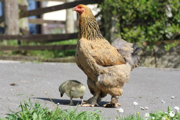 Hen and baby goose