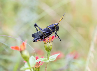 Painted grasshopper or horse lubber grasshoppers, are found in the grasslands of central Mexico. Grasshoppers of Mexico. 