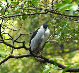 Lonely Bird