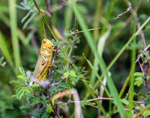 Bright green grasshoppers are found in the grasslands of central Mexico. Here the grasshopper is pictured in a background of wild flowers.