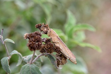 Bright green grasshoppers are found in the grasslands of central Mexico. Here the grasshopper is pictured in a background of wild flowers.