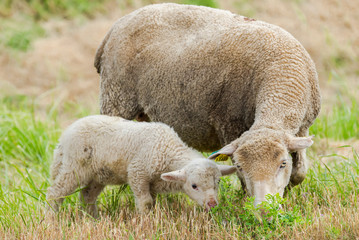 Naklejka na ściany i meble Sheep and lamb, baby sheep and the mother in a field 
