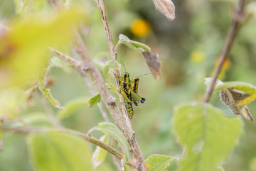 Bright green grasshoppers are found in the grasslands of central Mexico. Here the grasshopper is pictured in a background of wild flowers.