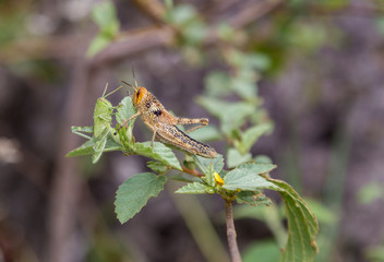 Bright green grasshoppers are found in the grasslands of central Mexico. Here the grasshopper is pictured in a background of wild flowers.