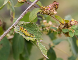Bright green grasshoppers are found in the grasslands of central Mexico. Here the grasshopper is pictured in a background of wild flowers.