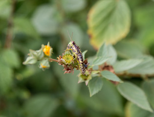 Bright green grasshoppers are found in the grasslands of central Mexico. Here the grasshopper is pictured in a background of wild flowers.