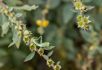 Bright green grasshoppers are found in the grasslands of central Mexico. Here the grasshopper is pictured in a background of wild flowers.