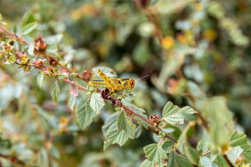 Bright green grasshoppers are found in the grasslands of central Mexico. Here the grasshopper is pictured in a background of wild flowers.